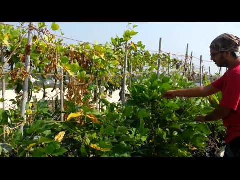how to care for colocasia esculenta
