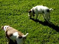 First spring day of pups at the park