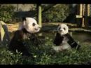 Youtube Poop - Panda Express spoof