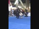 Eukanuba dog show 2008, standard poodles, Ch Penndragon Mansinello part one
