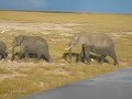 Elephants in Amboseli National Park, Kenya Elephants in Amboseli National Park, Kenya