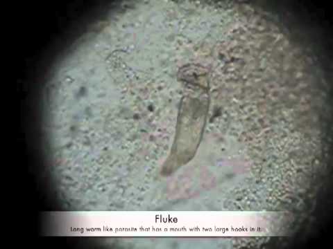 how to treat koi parasites