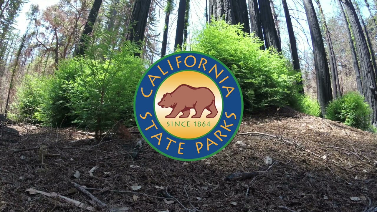 Big Basin Redwoods State Park Update - August 2021
