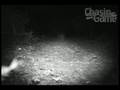 HCO ScoutGuard SG550 Video Bobcat armadillos by Chasingame