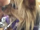 Pet Therapy at Greenspring