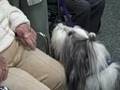 Pet Therapy at Greenspring