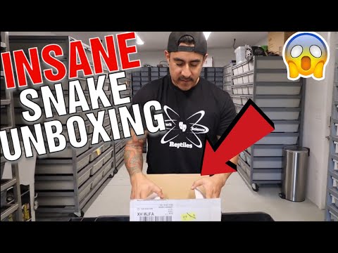 YouTube reptile video