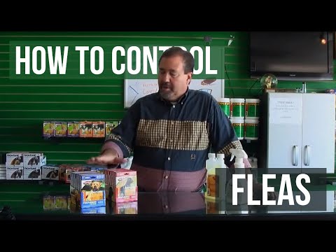 how to treat outside for fleas