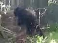 Bear Sighting
