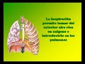 Aparato Respiratorio