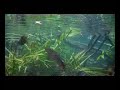 www.piranhalar.com www.piranhalar.com