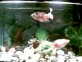 videos de my goldfish love them