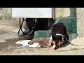 20091205 - 不倒翁 aka 球球 / [bu dao weng] aka [chiu chiu]