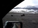 Buffalos apareando