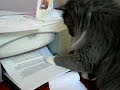 chat joue avec imprimante