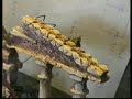 mante contre criquets