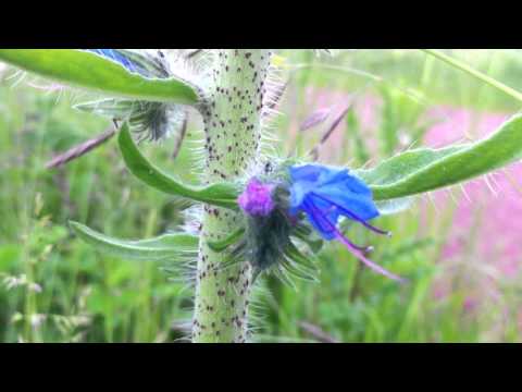 how to grow echium vulgare