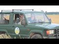 Ben Koks en Erik Visser vangen een grauwe kiek in Polen en voorzien haar van een satellietzender. Op www.grauwekiekendief.nl is deze vogel nu te volgen op trek in Afrika! (filmmontage: Andries Udink)