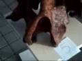 videos de piece 5