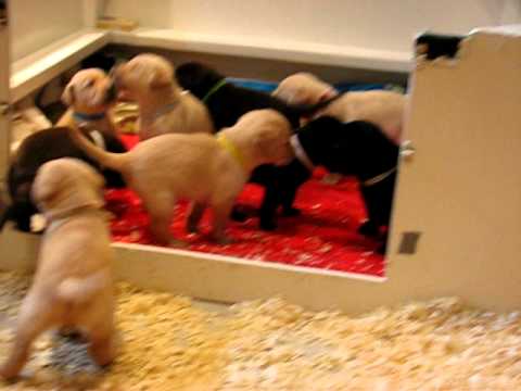 Lab Puppies Chocolate Yellow Black Labrador Retrievers 3 weeks 6 days old