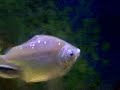 fish tank adventure