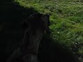 Gunther huffing