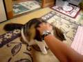お手をする猫　メインクーンのマリーちゃん　（The cat which does your hand  Mary of main Kuhn.）