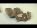 Expert Perpective... What can fossils tell us about the world\ Expert Perpective... What can fossils tell us about the world\