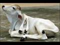 animales raros