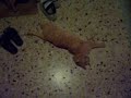 lazy cat l�n� ko?ka