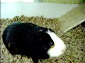 Guinea Pigs and cilantro