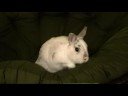 Evil League of Evil - Disapproving Bunny Evil League of Evil - Disapproving Bunny
