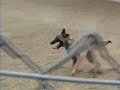 Belgian Malinois - Herding Training Session Part 1