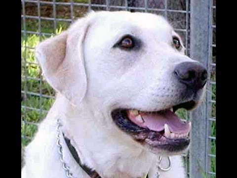 Labrador Retriever (training) + 5 ‘Bonus’ Articles!
