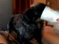 videos de w McDonald's spotkajmy sie....