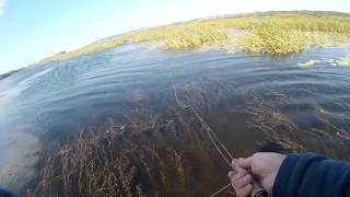ловля плотвы нахлыстом видео ловля плотвы нахлыстом видео