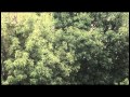 Ver Video