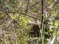Sambar up close
