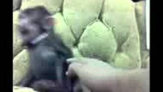 Gulmeli videolar