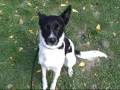 Jet 6055282 Humane Society Colorado Adopt