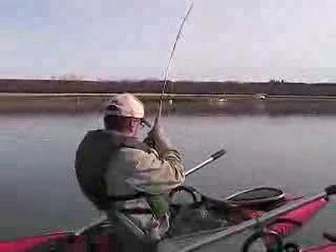 Water Boatmen
