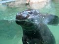 Pygmy Hippopotamus Pygmy Hippopotamus