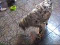 pongo su minusvalía no le impide ser feliz