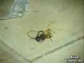 Alien Parasites Inside Insect