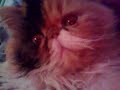 sandy persian cat kitten micia gatta persiana calico plays sandy persian cat kitten micia gatta persiana calico plays