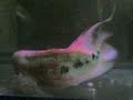 Flower Horn For Sale Quezon City Area