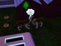 Click here to watch this video Sims 3 Dog Conversation