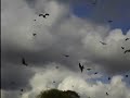 Feeding Red Kites in Mid Wales