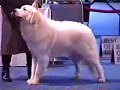 Eukanuba Great Pyrenees #3