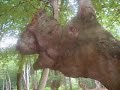 Tree Creature Man Tree Creature Man